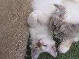 Réservation d'un chaton Sacré de Birmanie femelle LOOF porteur lilac