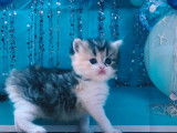4 chatons Highland Straight LOOF à réserver