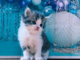 4 chatons Highland Straight LOOF à réserver