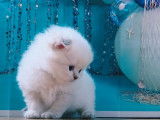 4 chatons Highland Straight LOOF à réserver