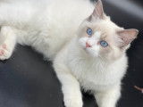 Chatons Ragdoll avec pedigree