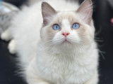 Chatons Ragdoll avec pedigree