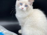 Chatons Ragdoll avec pedigree