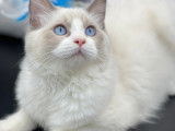 Chatons Ragdoll avec pedigree