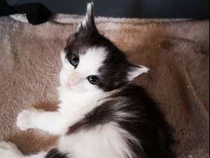 Affectueux chats Norvégien pedigree FIFE disponibles en juillet 2022 : deux femelles et deux mâles