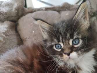 Superbe chaton femelle Maine Coon non LOOF à retenir pour fin août 2022