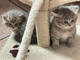 Une femelle et deux mâles chatons Scottish Straight non LOOF à retenir pour juillet 2022