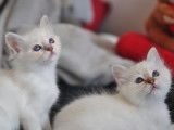 les chatons