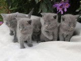 &Agrave; r&eacute;server, quatre chatons Chartreux de couleur bleu (LOOF)