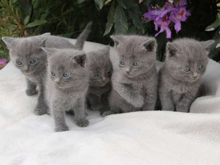 À réserver, quatre chatons Chartreux de couleur bleu (LOOF)