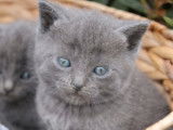 &Agrave; r&eacute;server, quatre chatons Chartreux de couleur bleu (LOOF)
