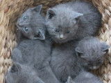 &Agrave; r&eacute;server, quatre chatons Chartreux de couleur bleu (LOOF)