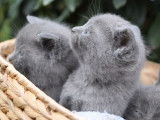 &Agrave; r&eacute;server, quatre chatons Chartreux de couleur bleu (LOOF)
