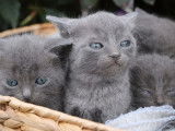 &Agrave; r&eacute;server, quatre chatons Chartreux de couleur bleu (LOOF)