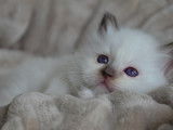 Chaton Sacré de Birmanie LOOF à vendre