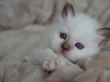 Chaton Sacré de Birmanie LOOF à vendre
