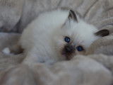 Chaton Sacré de Birmanie LOOF à vendre