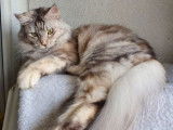 De race Maine Coon disponible pour saillie