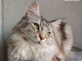 De race Maine Coon disponible pour saillie