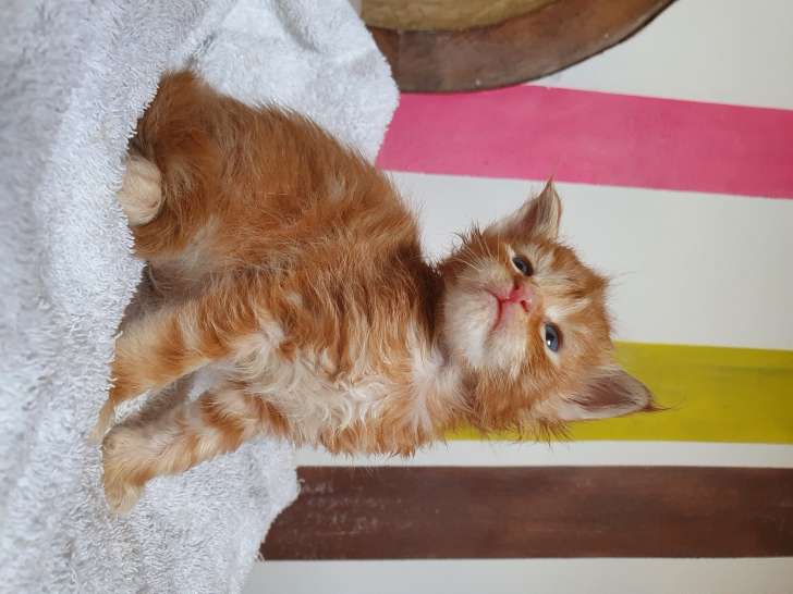 Chatons Maine Coon Loof A Vendre Petite Annonce Chat