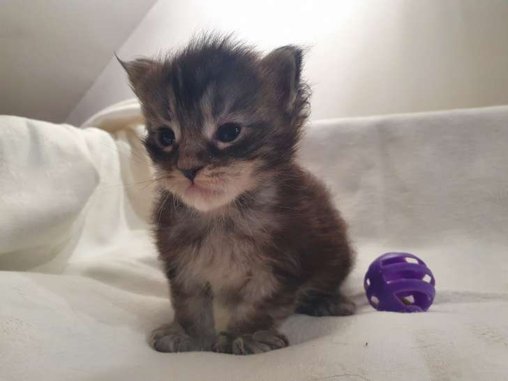Chatons Maine Coon Loof A Vendre Petite Annonce Chat
