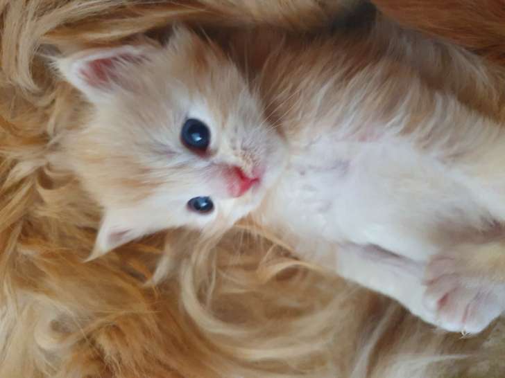 Chatons Maine Coon Loof A Vendre Petite Annonce Chat