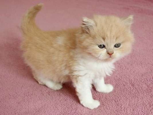 À réserver ravissants chatons British Longhair non LOOF disponibles en juillet 2022