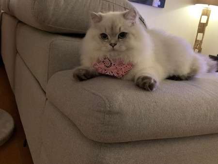 Affectueux chat adulte British Longhair  LOOF disponible pour rejoindre sa nouvelle famille