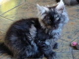 Ravissants chatons Maines Coon femelles pedigree WCF disponibles