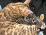 Chatons Bengal LOOF à réserver