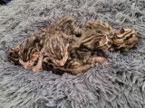 Chatons Bengal LOOF à réserver