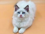Femelle Ragdoll pour l´élevage avec Pedigree