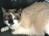 Magnifique chatte adulte type Siamois non LOOF mérite famille patiente