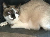 Magnifique chatte adulte type Siamois non LOOF mérite famille patiente