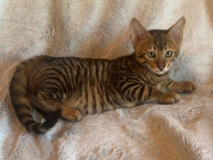 Chatons Toyger LOOF à vendre