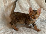 Chatons Toyger LOOF &agrave; vendre