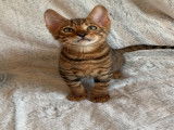 Chatons Toyger LOOF &agrave; vendre