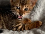 Chatons Toyger LOOF &agrave; vendre