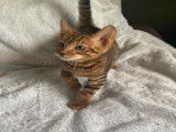 Chatons Toyger LOOF &agrave; vendre