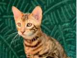 Chatons Toyger LOOF &agrave; vendre