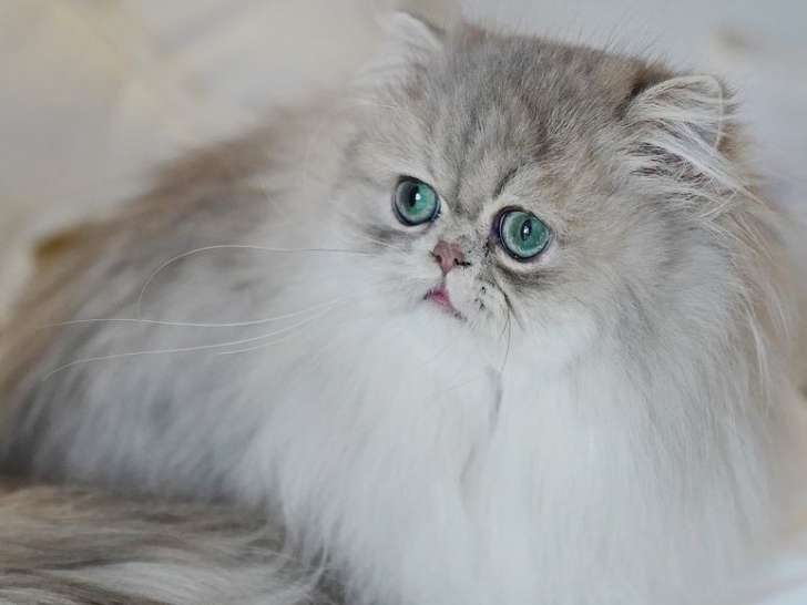 Vente d’un chat Persan bleu argenté âgé d’un an (LOOF)