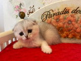 Vente de chatons Scottish (LOOF)