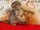 Vente de chatons Scottish (LOOF)