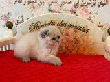 Vente de chatons Scottish (LOOF)