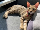 À l'achat : deux chatons Savannah femelles de robe brune tachetée (non LOOF)