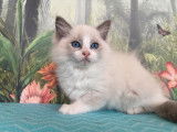 5 chatons Ragdolls m&acirc;les disponibles &agrave; la r&eacute;servation (LOOF)