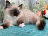 5 chatons Ragdolls m&acirc;les disponibles &agrave; la r&eacute;servation (LOOF)