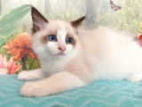 5 chatons Ragdolls m&acirc;les disponibles &agrave; la r&eacute;servation (LOOF)