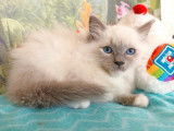 5 chatons Ragdolls m&acirc;les disponibles &agrave; la r&eacute;servation (LOOF)