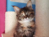 À réserver 4 chatons Maine Coons LOOF (LOOF)